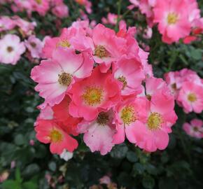 Růže mnohokvětá Meilland 'Pink Meidiland' - Rosa MK 'Pink Meidiland'