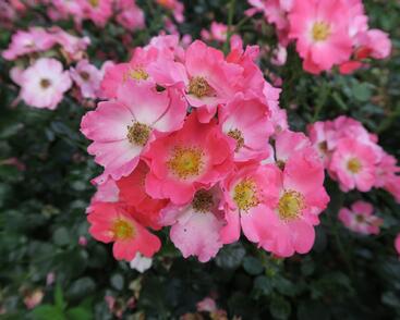 Růže mnohokvětá Meilland 'Pink Meidiland'