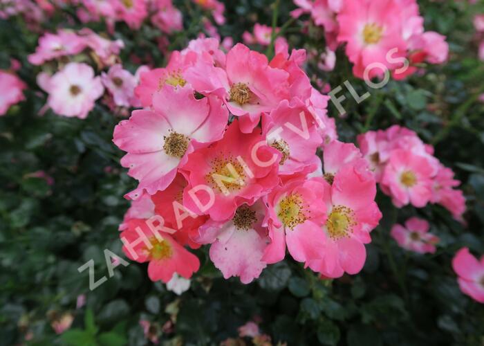 Růže mnohokvětá Meilland 'Pink Meidiland' - Rosa MK 'Pink Meidiland'