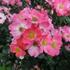 ruze-mnohokveta-meilland-pink-meidiland.jpg