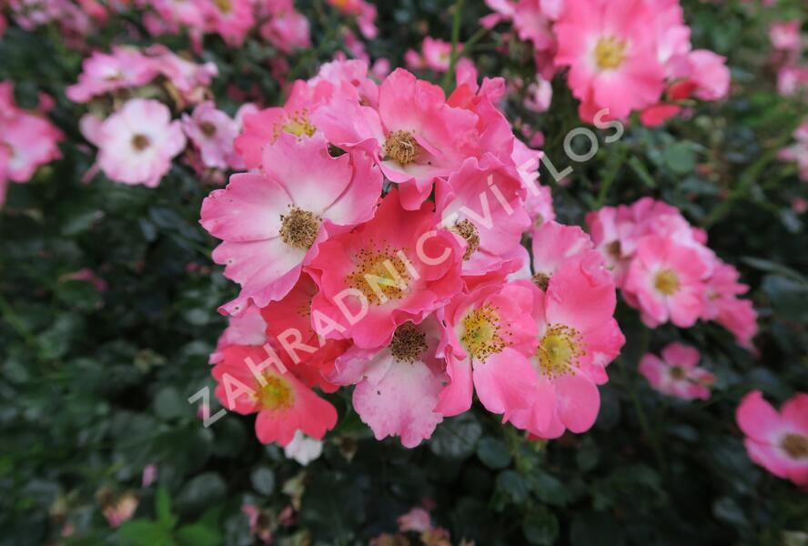 Růže mnohokvětá Meilland 'Pink Meidiland' - Rosa MK 'Pink Meidiland'