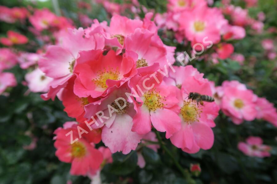 Růže mnohokvětá Meilland 'Pink Meidiland' - Rosa MK 'Pink Meidiland'