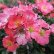 Růže mnohokvětá Meilland 'Pink Meidiland' - Rosa MK 'Pink Meidiland'