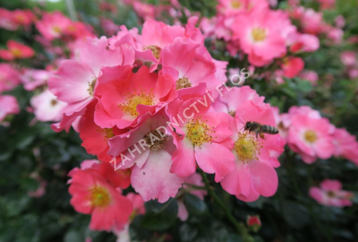 Růže mnohokvětá Meilland 'Pink Meidiland' - Rosa MK 'Pink Meidiland'