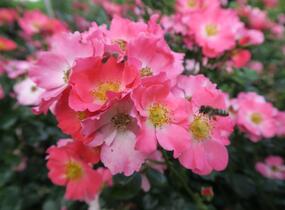 Růže mnohokvětá Meilland 'Pink Meidiland' - Rosa MK 'Pink Meidiland'
