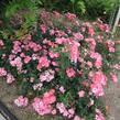 Růže mnohokvětá Meilland 'Pink Meidiland' - Rosa MK 'Pink Meidiland'