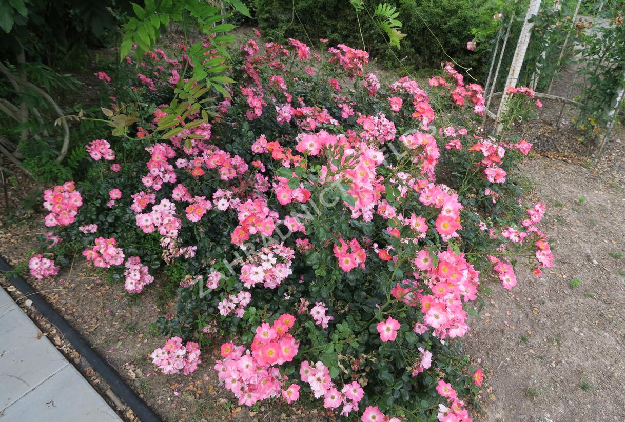 Růže mnohokvětá Meilland 'Pink Meidiland' - Rosa MK 'Pink Meidiland'