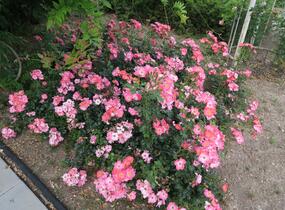 Růže mnohokvětá Meilland 'Pink Meidiland' - Rosa MK 'Pink Meidiland'