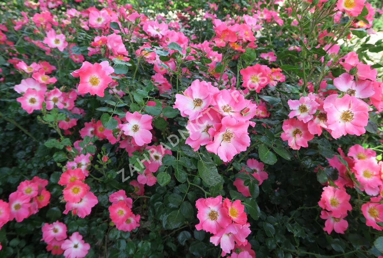 Růže mnohokvětá Meilland 'Pink Meidiland' - Rosa MK 'Pink Meidiland'