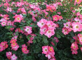 Růže mnohokvětá Meilland 'Pink Meidiland' - Rosa MK 'Pink Meidiland'