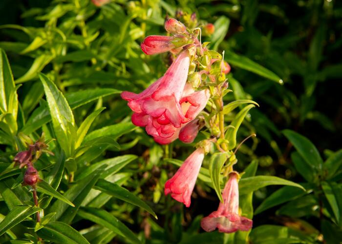 Růže mini Meilland 'Zepeti' ('Meibenbino') - Rosa MI 'Zepeti' ('Meibenbino')