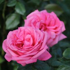 Růže velkokvětá Tantau 'Romina' - Rosa VK 'Romina'