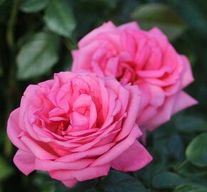 Růže velkokvětá Tantau 'Romina' - Rosa VK 'Romina'