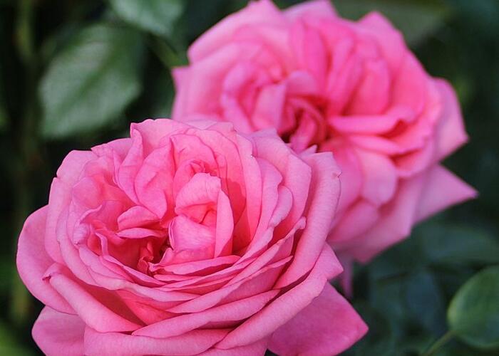 Růže velkokvětá Tantau 'Romina' - Rosa VK 'Romina'