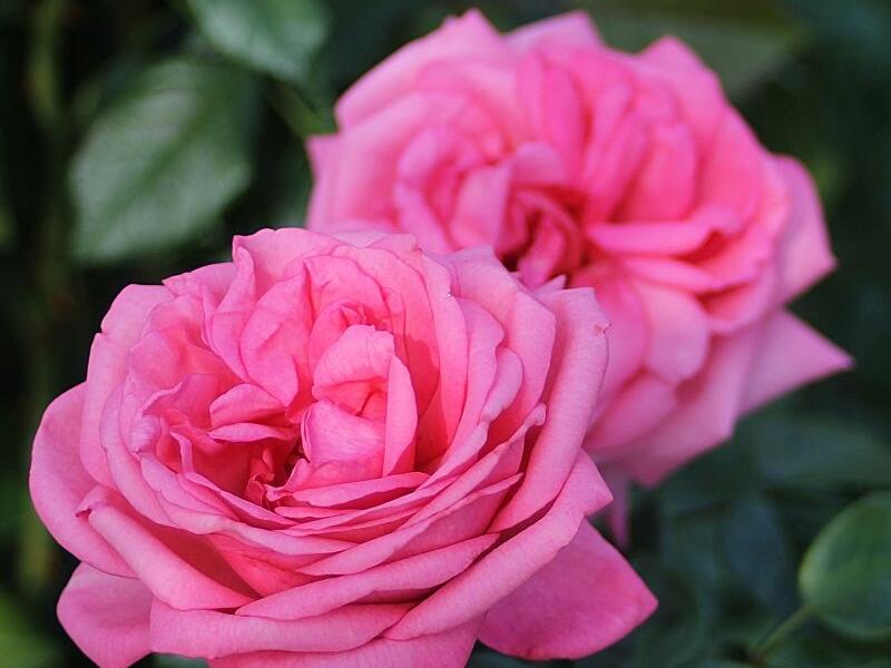Růže velkokvětá Tantau 'Romina' - Rosa VK 'Romina'