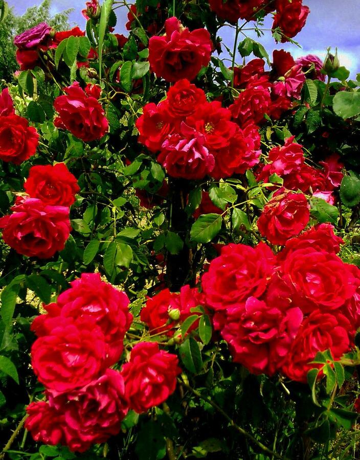 Růže pnoucí 'Blaze Superior' - Rosa PN 'Blaze Superior'