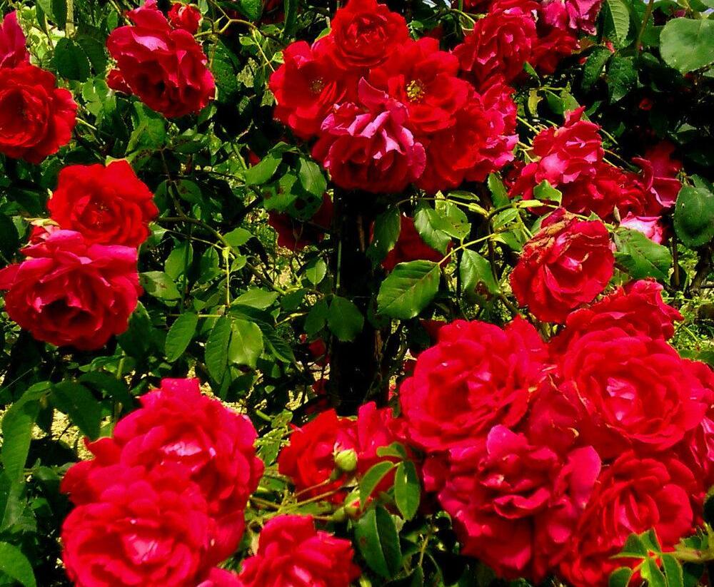 Růže pnoucí 'Blaze Superior' - Rosa PN 'Blaze Superior'