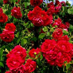 Růže pnoucí 'Blaze Superior' - Rosa PN 'Blaze Superior'