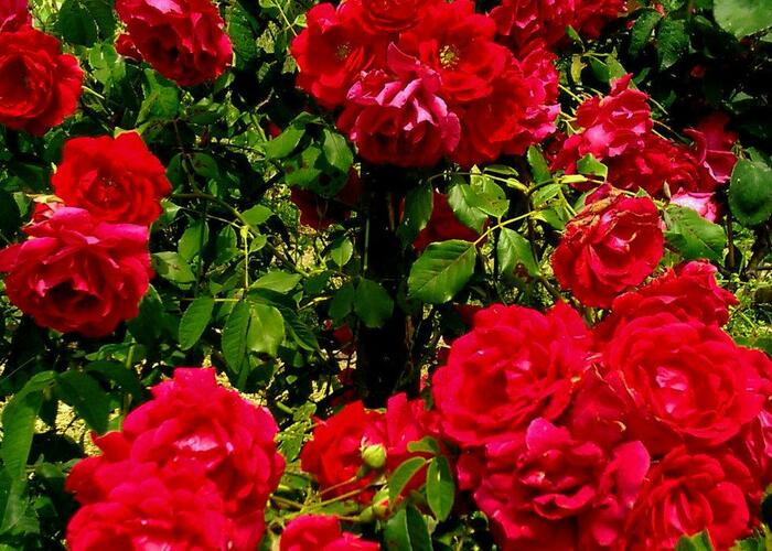 Růže pnoucí 'Blaze Superior' - Rosa PN 'Blaze Superior'