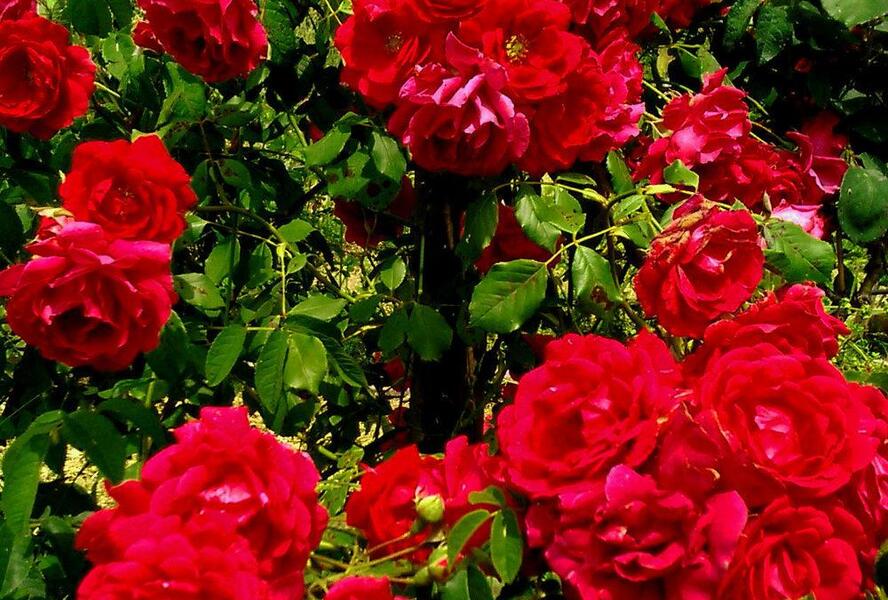 Růže pnoucí 'Blaze Superior' - Rosa PN 'Blaze Superior'