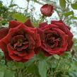 Růže velkokvětá Meilland 'Papa Meilland' - Rosa VK 'Papa Meilland'