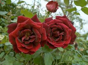 Růže velkokvětá Meilland 'Papa Meilland' - Rosa VK 'Papa Meilland'