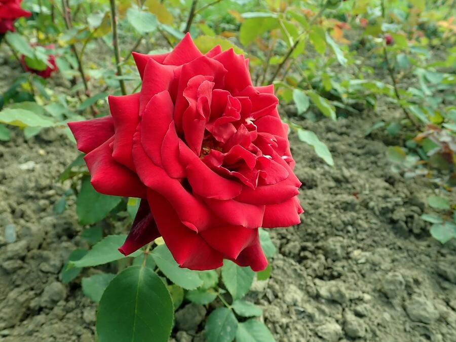 Růže velkokvětá Meilland 'Papa Meilland' - Rosa VK 'Papa Meilland'