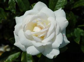 Růže velkokvětá 'Helga' - Rosa VK 'Helga'