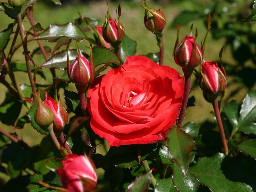 Růže mnohokvětá Kordes 'Planten un Blomen' - Rosa MK 'Planten un Blomen'