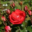 Růže mnohokvětá Kordes 'Planten un Blomen' - Rosa MK 'Planten un Blomen'