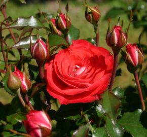 Růže mnohokvětá Kordes 'Planten un Blomen' - Rosa MK 'Planten un Blomen'