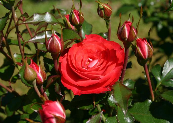 Růže mnohokvětá Kordes 'Planten un Blomen' - Rosa MK 'Planten un Blomen'