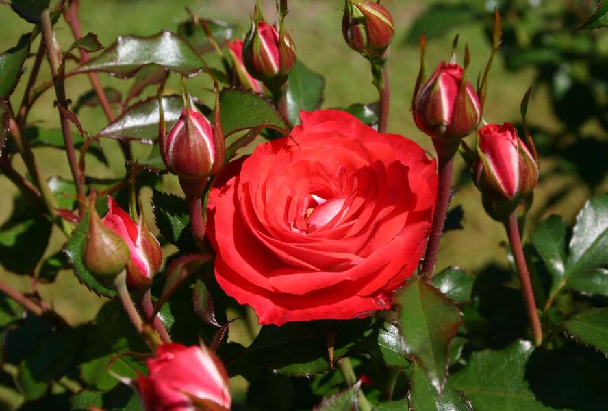 Růže mnohokvětá Kordes 'Planten un Blomen' - Rosa MK 'Planten un Blomen'