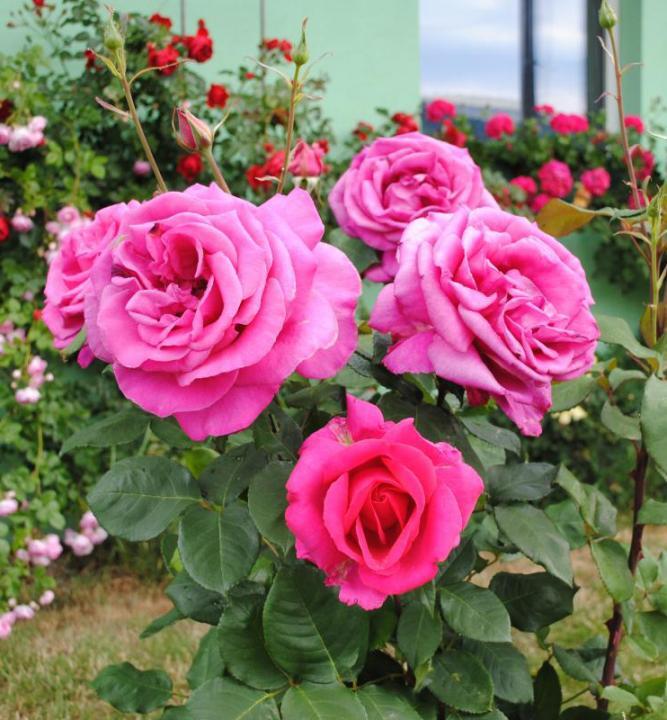 Růže velkokvětá 'Parfum Royal HT' - Rosa VK 'Parfum Royal HT ...