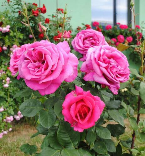 Růže velkokvětá 'Parfum Royal HT' - Rosa VK 'Parfum Royal HT'