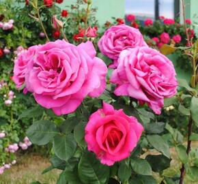 Růže velkokvětá 'Parfum Royal HT' - Rosa VK 'Parfum Royal HT'