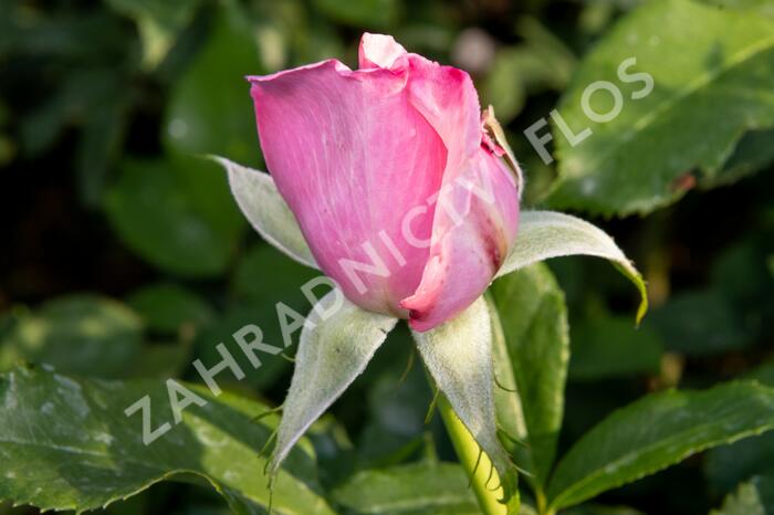 Růže velkokvětá 'Millie Rose' ('Memorial Day') - Rosa VK 'Millie Rose' ('Memorial Day')