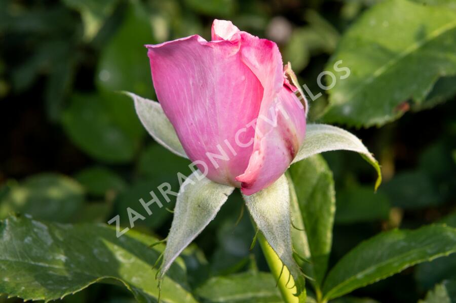 Růže velkokvětá 'Millie Rose' ('Memorial Day') - Rosa VK 'Millie Rose' ('Memorial Day')