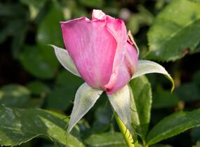 Růže velkokvětá 'Millie Rose' ('Memorial Day') - Rosa VK 'Millie Rose' ('Memorial Day')