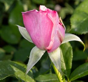 Růže velkokvětá 'Millie Rose' ('Memorial Day') - Rosa VK 'Millie Rose' ('Memorial Day')