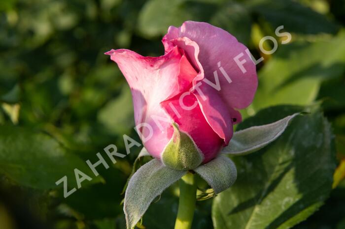 Růže velkokvětá 'Millie Rose' ('Memorial Day') - Rosa VK 'Millie Rose' ('Memorial Day')