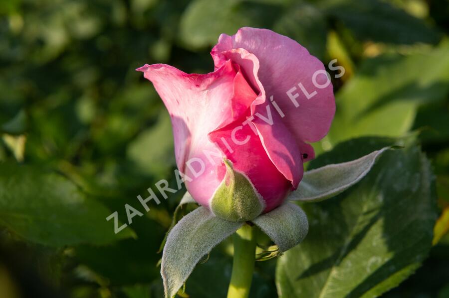 Růže velkokvětá 'Millie Rose' ('Memorial Day') - Rosa VK 'Millie Rose' ('Memorial Day')