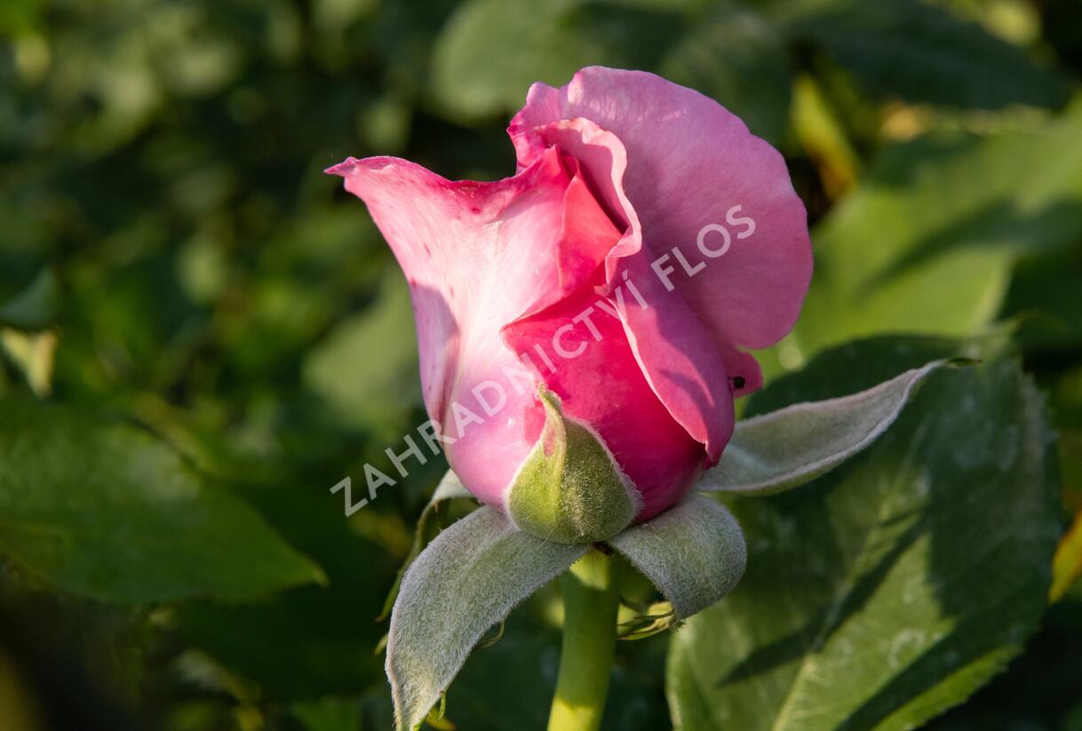 Růže velkokvětá 'Millie Rose' ('Memorial Day') - Rosa VK 'Millie Rose' ('Memorial Day')