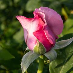 Růže velkokvětá 'Millie Rose' ('Memorial Day') - Rosa VK 'Millie Rose' ('Memorial Day')