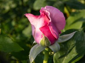 Růže velkokvětá 'Millie Rose' ('Memorial Day') - Rosa VK 'Millie Rose' ('Memorial Day')