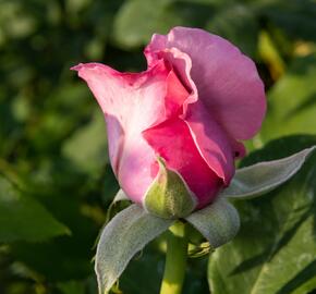 Růže velkokvětá 'Millie Rose' ('Memorial Day') - Rosa VK 'Millie Rose' ('Memorial Day')