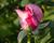 Růže velkokvětá 'Millie Rose' ('Memorial Day')