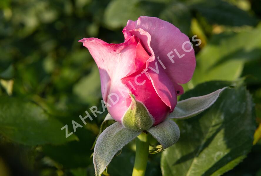 Růže velkokvětá 'Millie Rose' ('Memorial Day') - Rosa VK 'Millie Rose' ('Memorial Day')