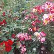 Růže pnoucí 'Crazy for You' ('Fourth of July') - Rosa PN 'Crazy for You' ('Fourth of July')