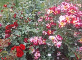 Růže pnoucí 'Crazy for You' ('Fourth of July') - Rosa PN 'Crazy for You' ('Fourth of July')